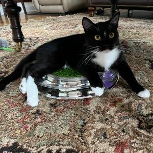 Meet your Posher, Bon